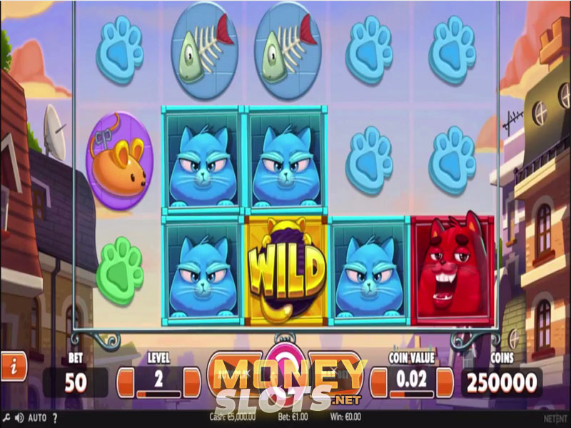 Slot cats videos